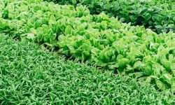 Servicios - Actividad Agrícola en Tenerife